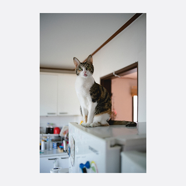 my cat